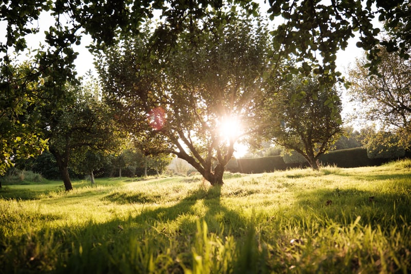 Ecologies of Wisdom